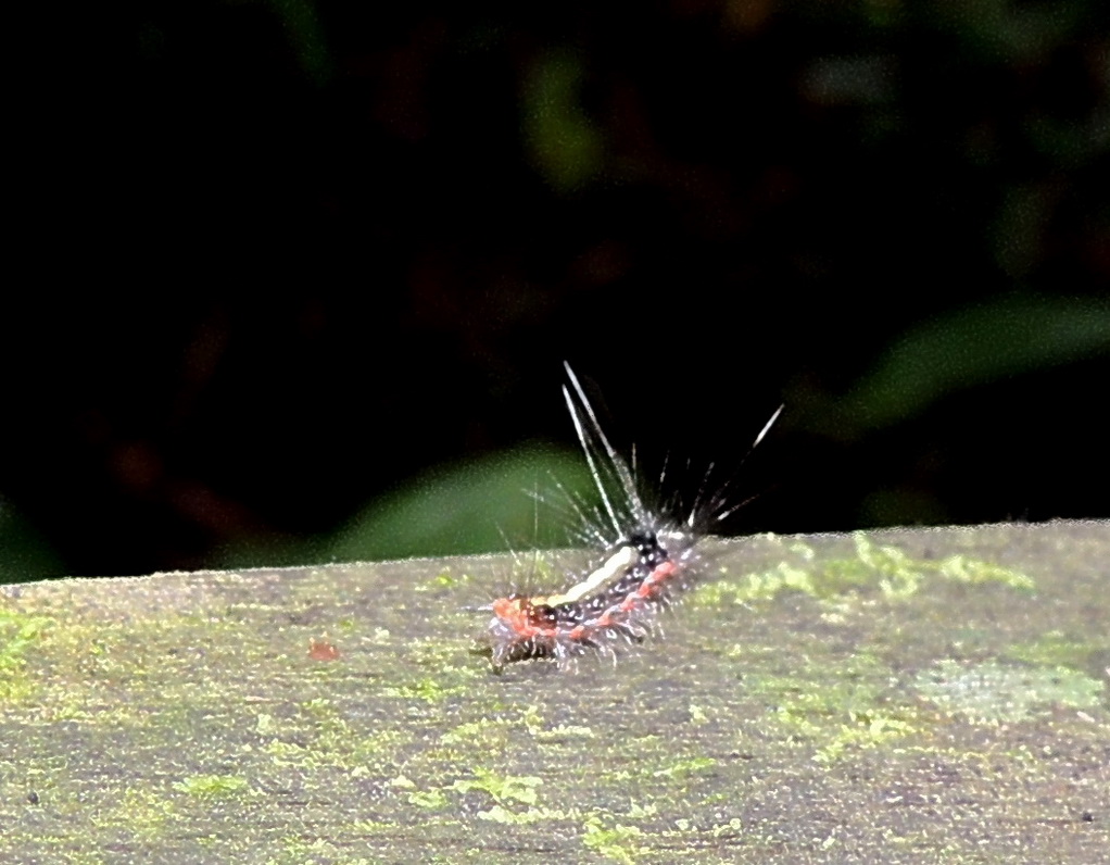 按此在新視窗瀏覽圖片