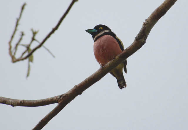 按此在新視窗瀏覽圖片