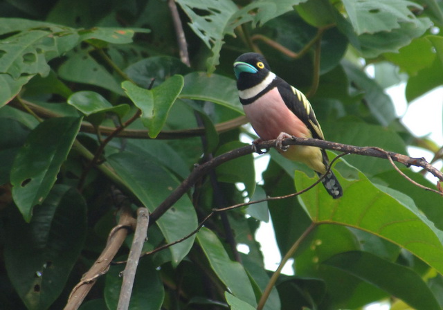 按此在新視窗瀏覽圖片