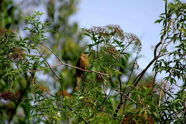 按此在新視窗瀏覽圖片