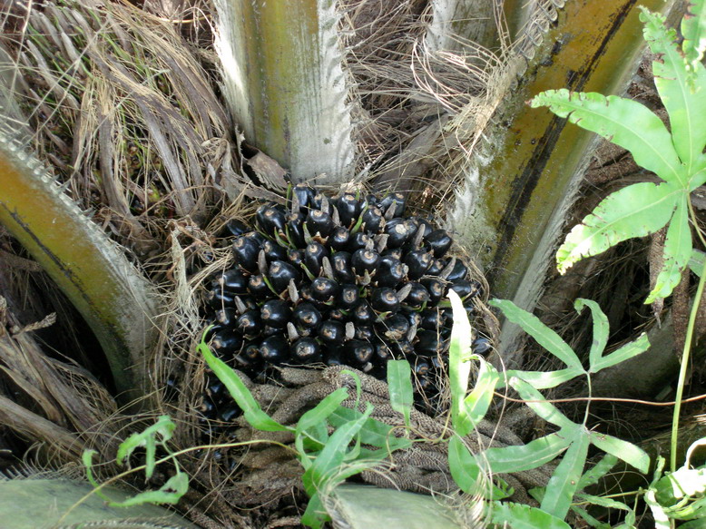 按此在新視窗瀏覽圖片
