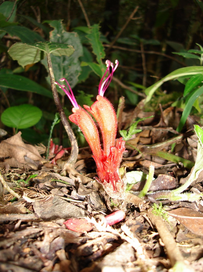 按此在新視窗瀏覽圖片