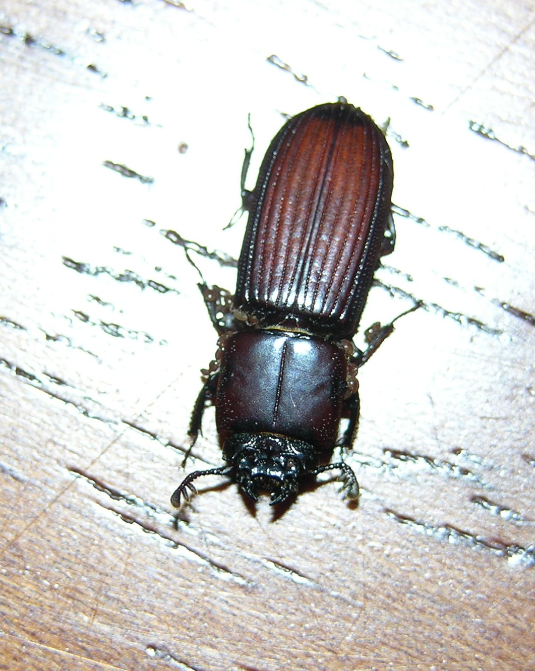 按此在新視窗瀏覽圖片