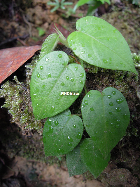 按此在新視窗瀏覽圖片