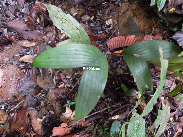 按此在新視窗瀏覽圖片