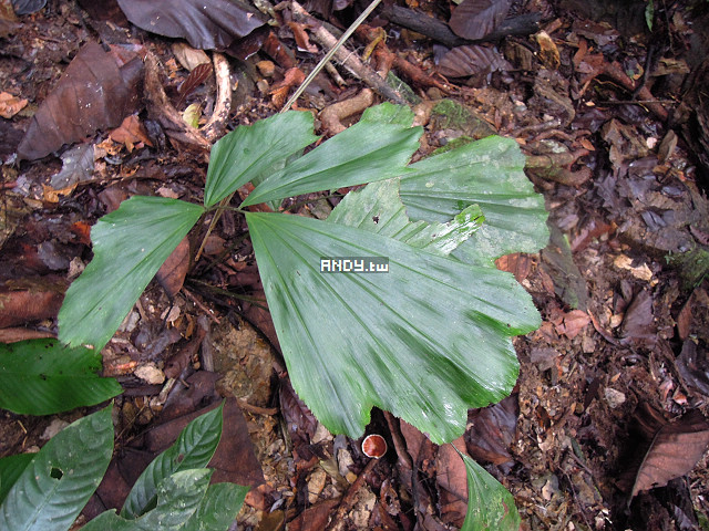 按此在新視窗瀏覽圖片