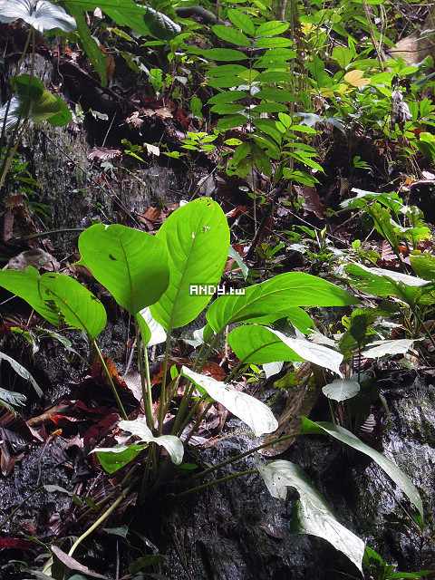 按此在新視窗瀏覽圖片