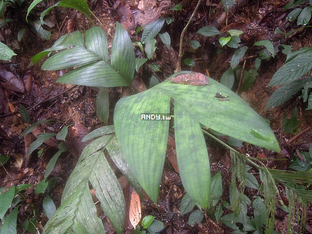 按此在新視窗瀏覽圖片