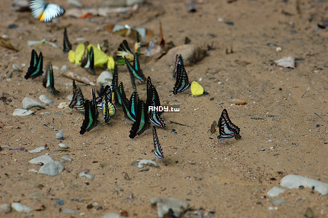 按此在新視窗瀏覽圖片