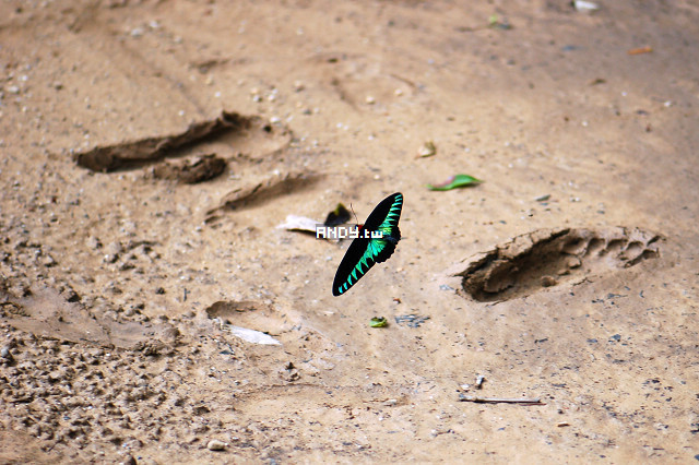 按此在新視窗瀏覽圖片