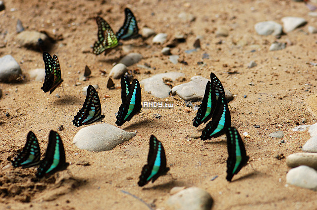 按此在新視窗瀏覽圖片