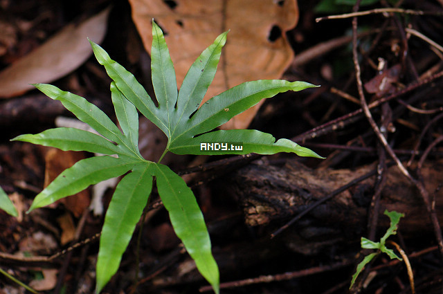 按此在新視窗瀏覽圖片