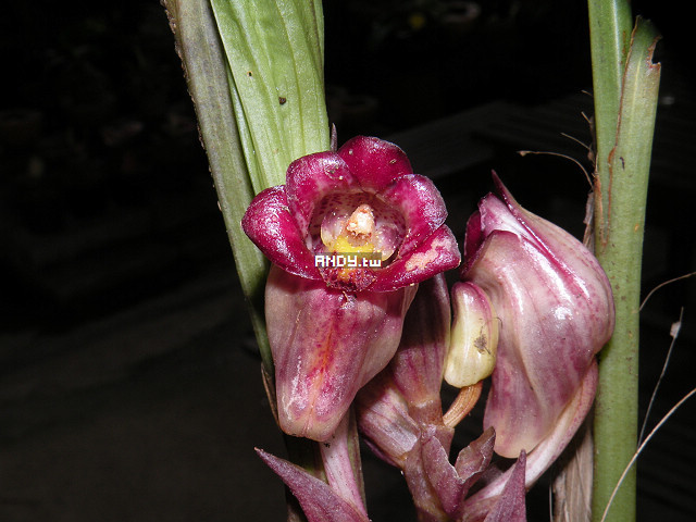 按此在新視窗瀏覽圖片