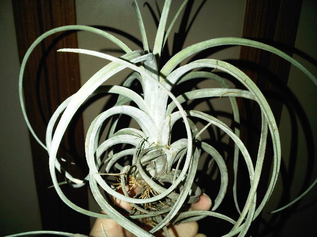 «ö¦¹¦b·sµøµ¡ÂsÄý¹Ï¤ù