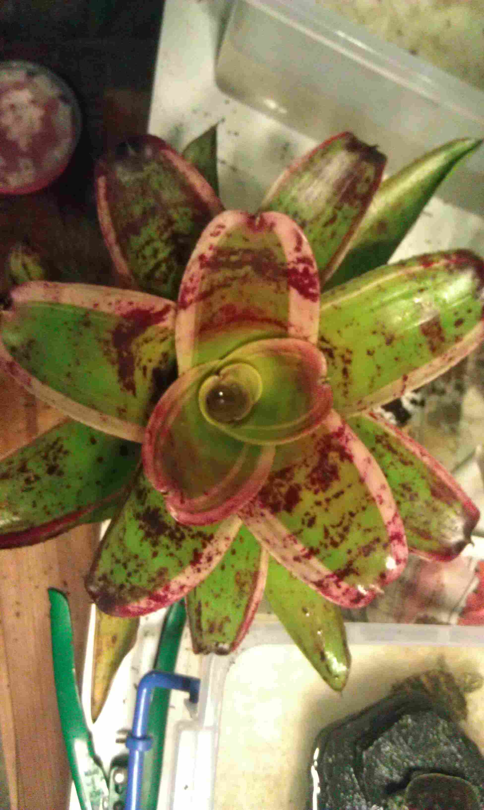 按此在新視窗瀏覽圖片