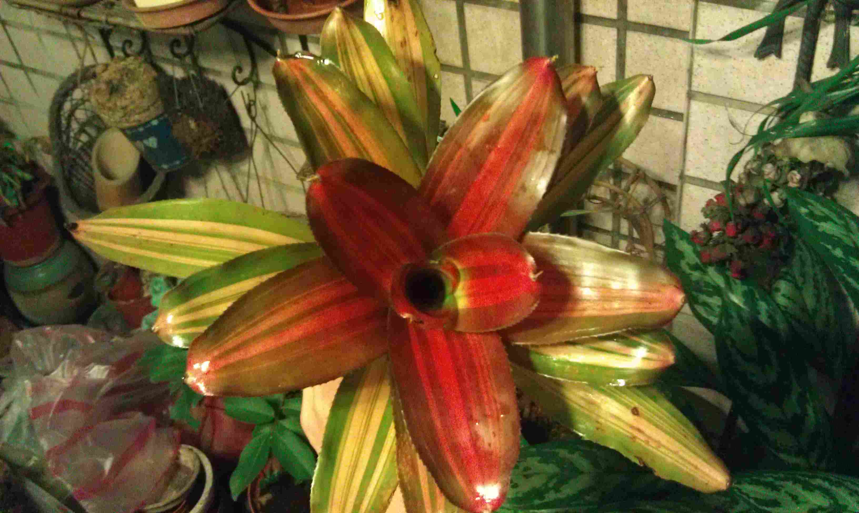 按此在新視窗瀏覽圖片