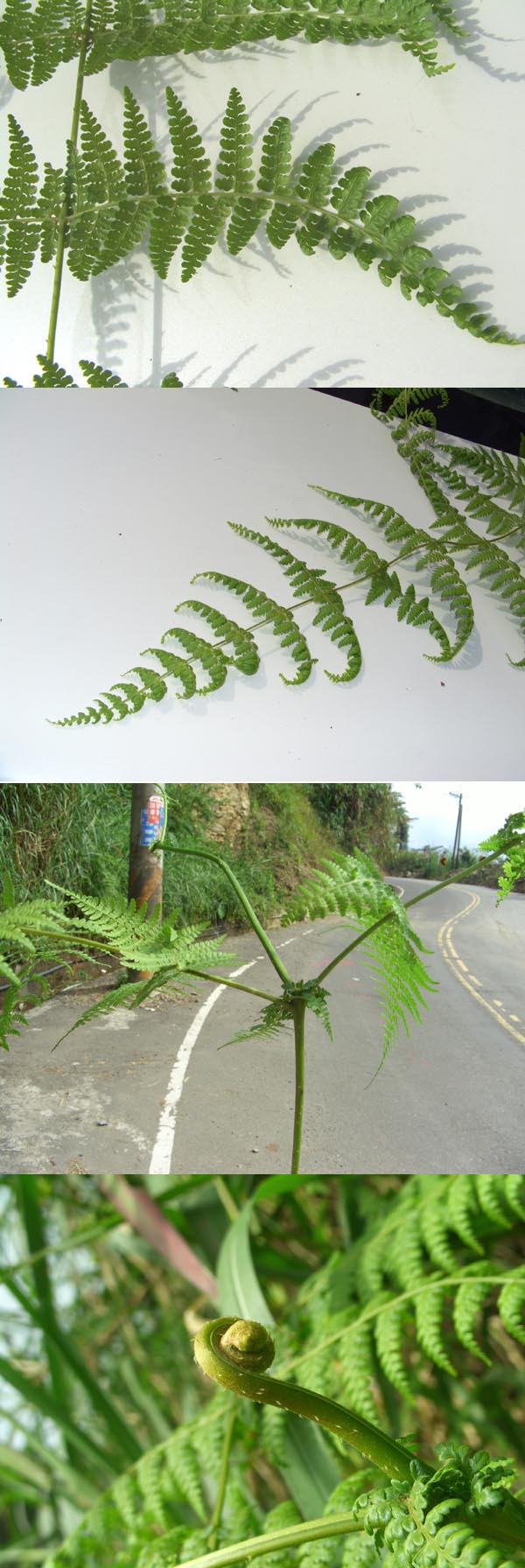 «ö¦¹¦b·sµøµ¡ÂsÄý¹Ï¤ù