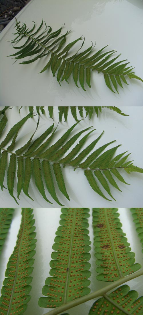 «ö¦¹¦b·sµøµ¡ÂsÄý¹Ï¤ù