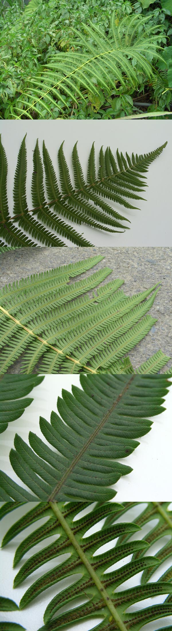 «ö¦¹¦b·sµøµ¡ÂsÄý¹Ï¤ù