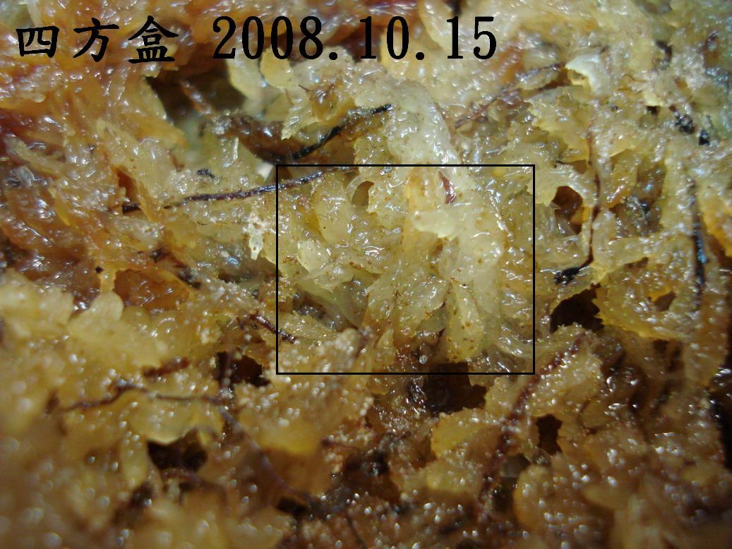 «ö¦¹¦b·sµøµ¡ÂsÄý¹Ï¤ù