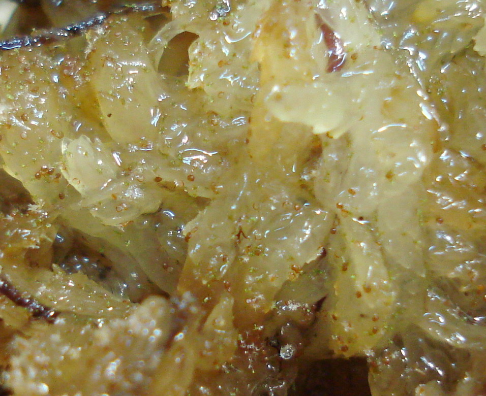 «ö¦¹¦b·sµøµ¡ÂsÄý¹Ï¤ù