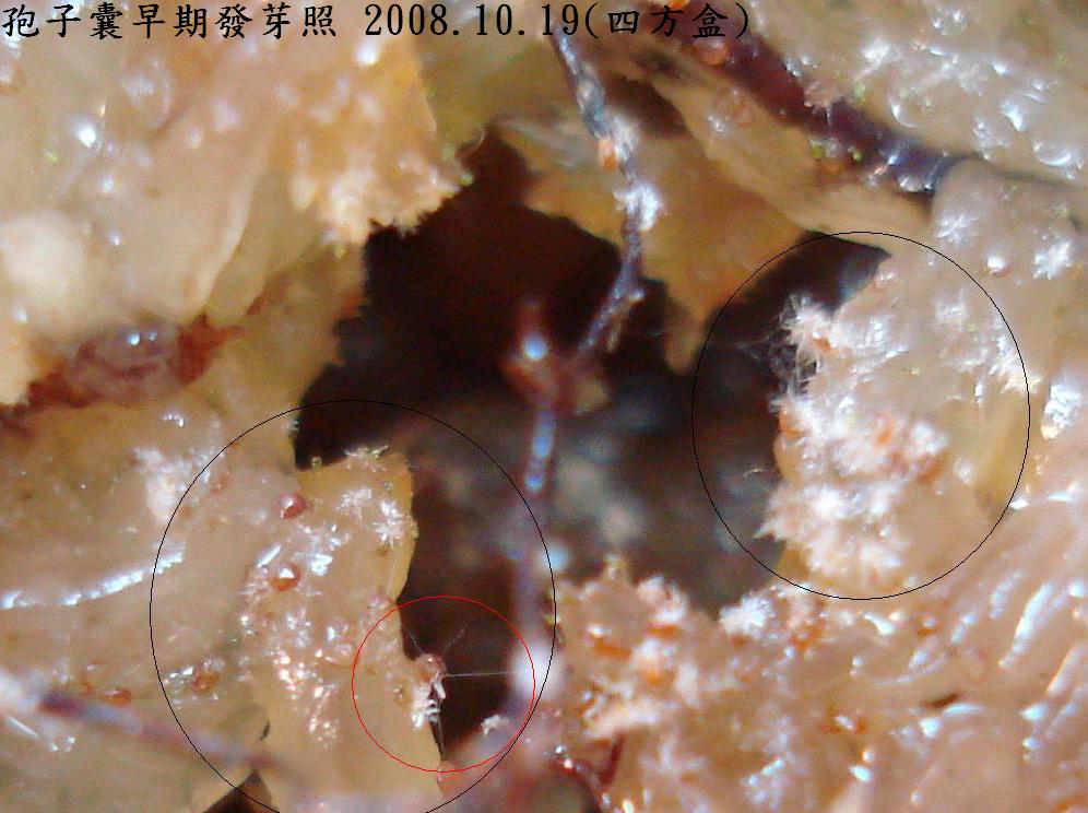 «ö¦¹¦b·sµøµ¡ÂsÄý¹Ï¤ù