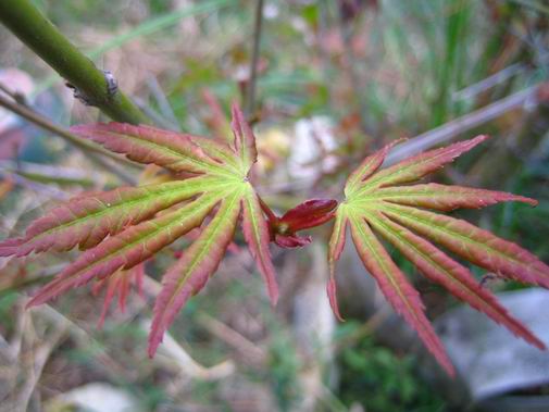 按此在新視窗瀏覽圖片