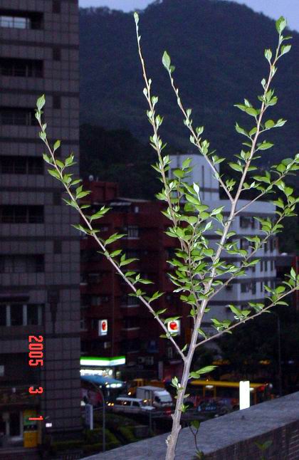 按此在新視窗瀏覽圖片