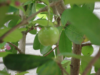 按此在新視窗瀏覽圖片