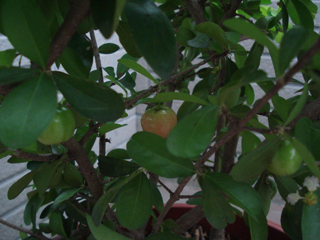 按此在新視窗瀏覽圖片