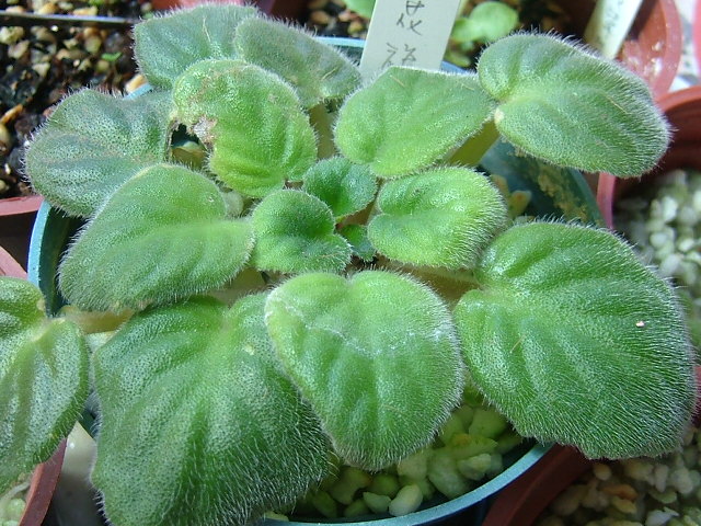 «ö¦¹¦b·sµøµ¡ÂsÄý¹Ï¤ù