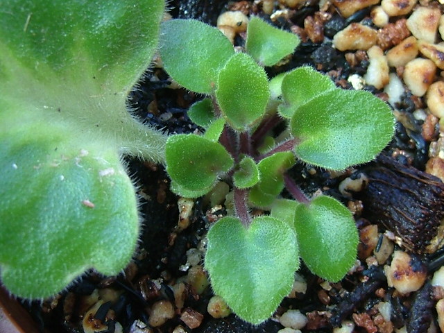 «ö¦¹¦b·sµøµ¡ÂsÄý¹Ï¤ù