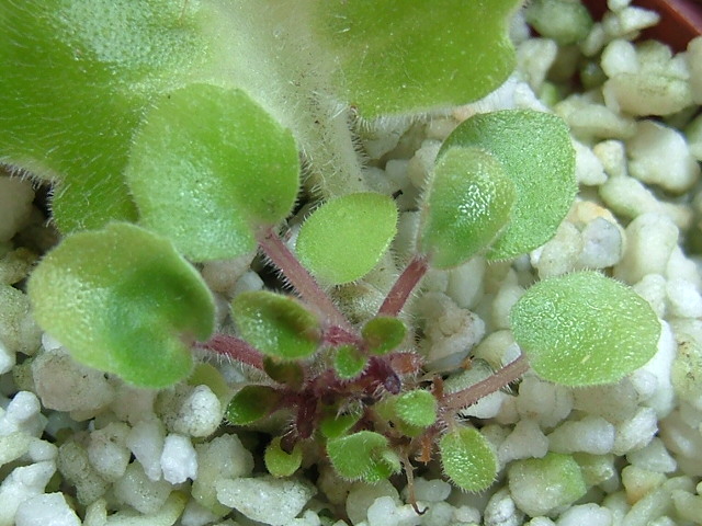 «ö¦¹¦b·sµøµ¡ÂsÄý¹Ï¤ù