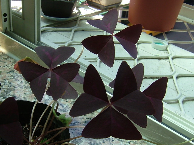 «ö¦¹¦b·sµøµ¡ÂsÄý¹Ï¤ù