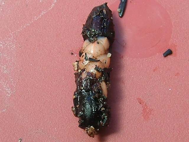 «ö¦¹¦b·sµøµ¡ÂsÄý¹Ï¤ù