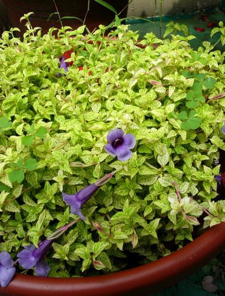 «ö¦¹¦b·sµøµ¡ÂsÄý¹Ï¤ù