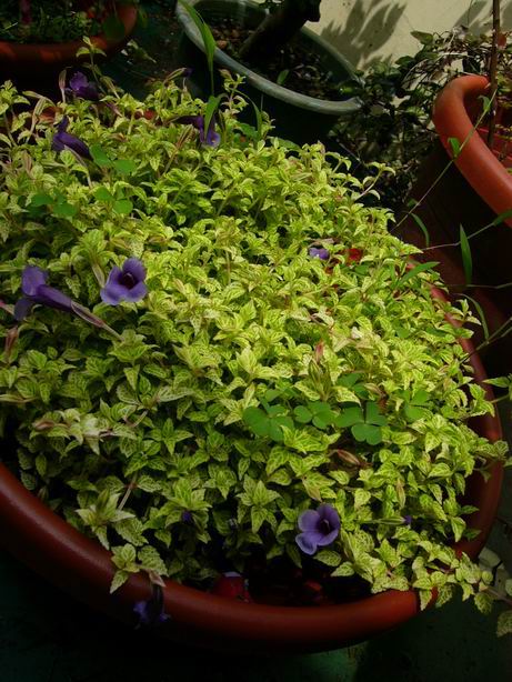 «ö¦¹¦b·sµøµ¡ÂsÄý¹Ï¤ù