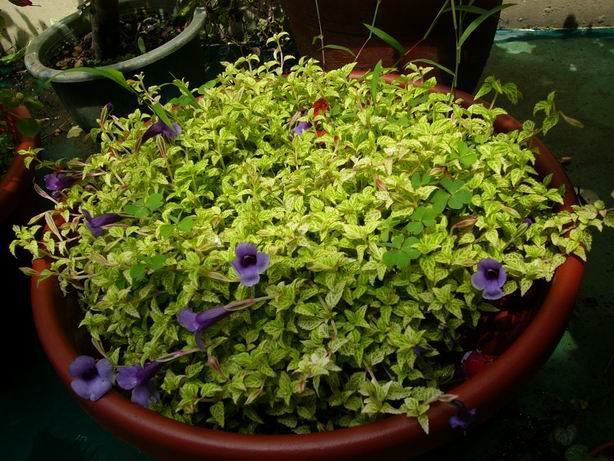 «ö¦¹¦b·sµøµ¡ÂsÄý¹Ï¤ù