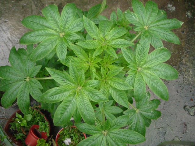 按此在新視窗瀏覽圖片