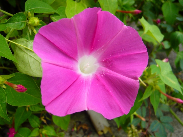 按此在新視窗瀏覽圖片