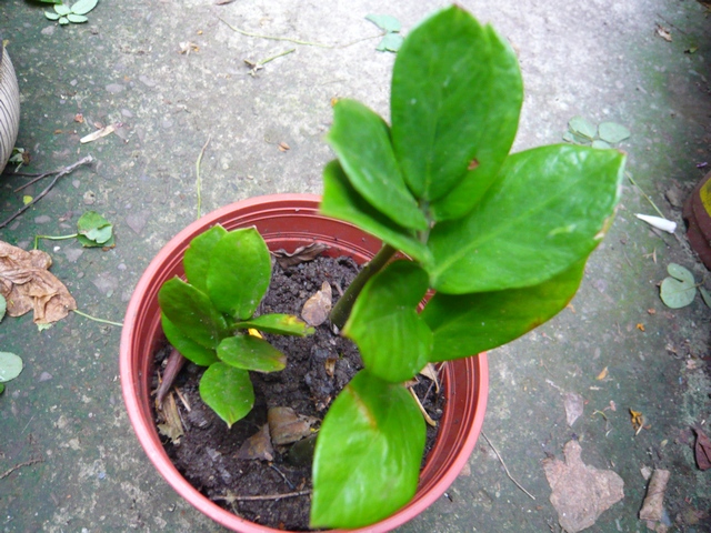 按此在新視窗瀏覽圖片