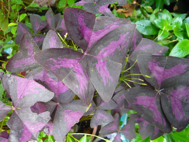 按此在新視窗瀏覽圖片