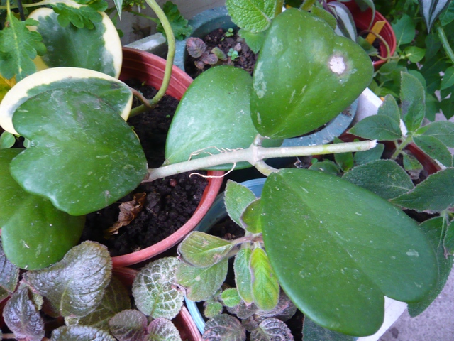 按此在新視窗瀏覽圖片