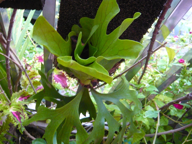 按此在新視窗瀏覽圖片