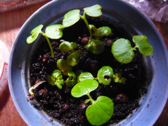 按此在新視窗瀏覽圖片