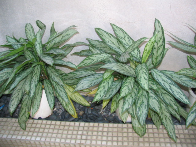 «ö¦¹¦b·sµøµ¡ÂsÄý¹Ï¤ù