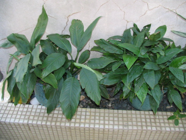 «ö¦¹¦b·sµøµ¡ÂsÄý¹Ï¤ù