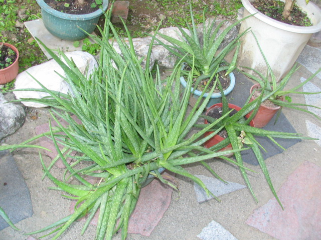 «ö¦¹¦b·sµøµ¡ÂsÄý¹Ï¤ù