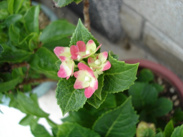 按此在新視窗瀏覽圖片