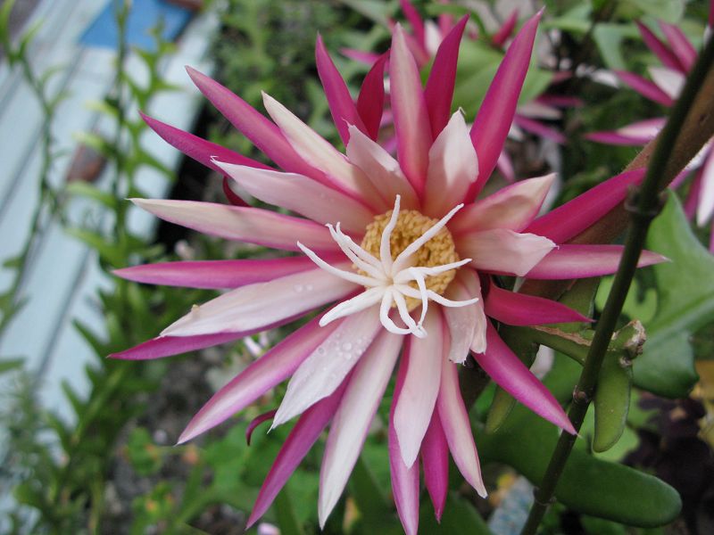 «ö¦¹¦b·sµøµ¡ÂsÄý¹Ï¤ù